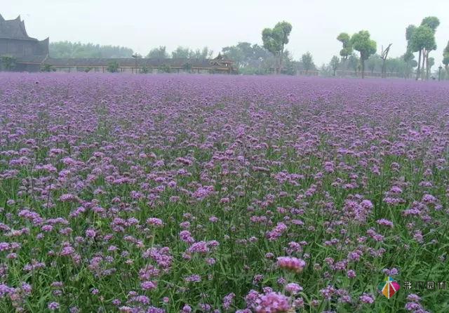 庭院花境園藝設計和植物搭配需要哪些要求?