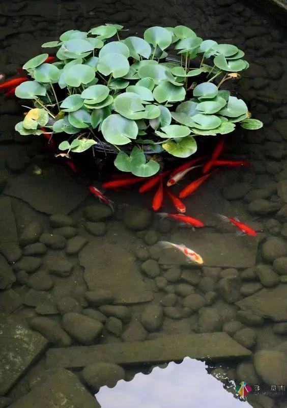 庭院花園設計怎么少的了水景?