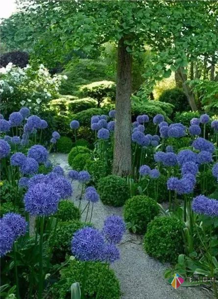 花園庭院設(shè)計(jì)中植物該怎么設(shè)計(jì)?