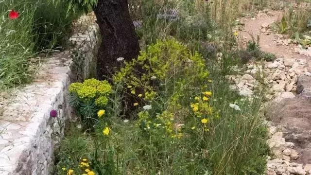 花園庭院設(shè)計(jì)中植物該怎么設(shè)計(jì)?