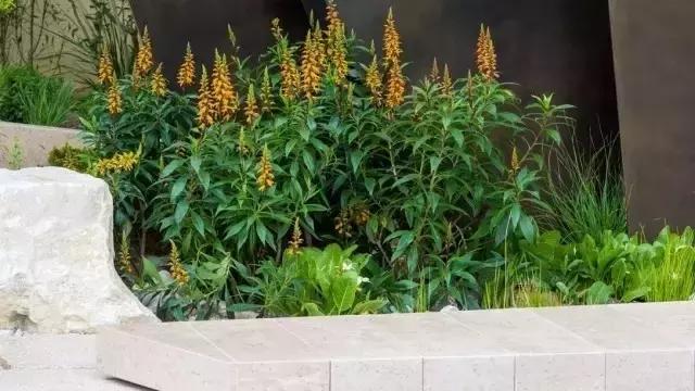 花園庭院設(shè)計(jì)中植物該怎么設(shè)計(jì)?