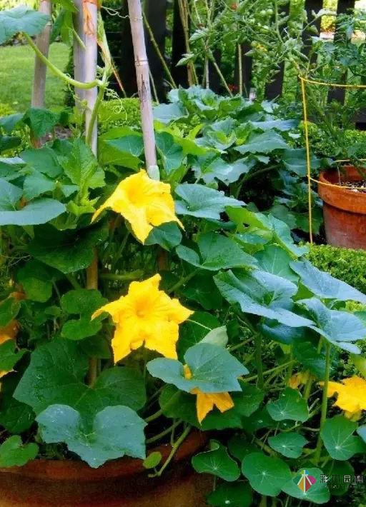 15個容器蔬菜花園設計看得我真的好想要!