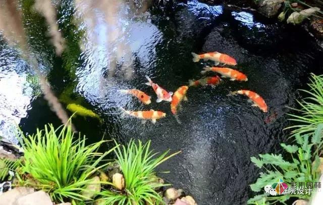 花園水景設計和養護要點基本的都在這里了！