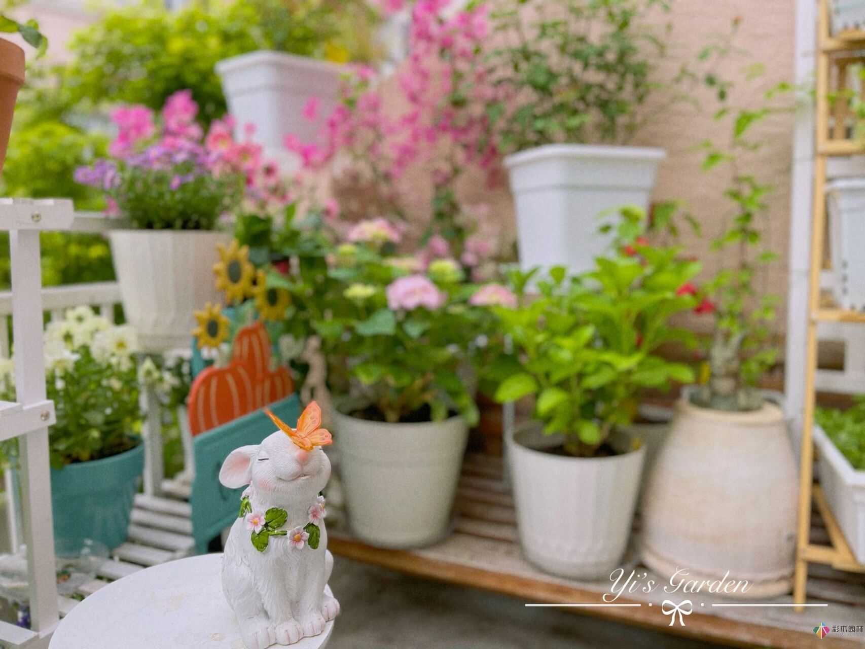 80㎡迷你陽臺，小療系花園，70盆花，美不勝收。