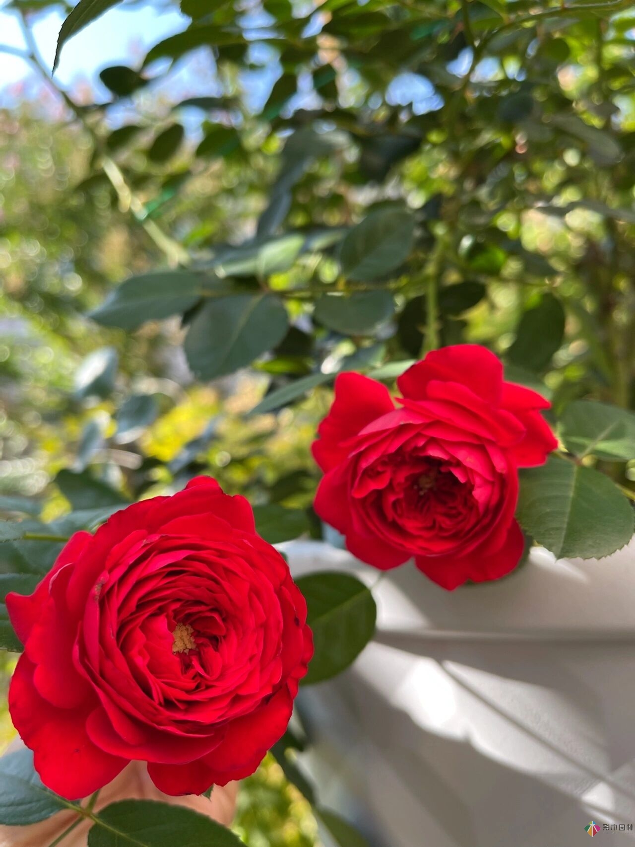 80㎡迷你陽臺，小療系花園，70盆花，美不勝收。