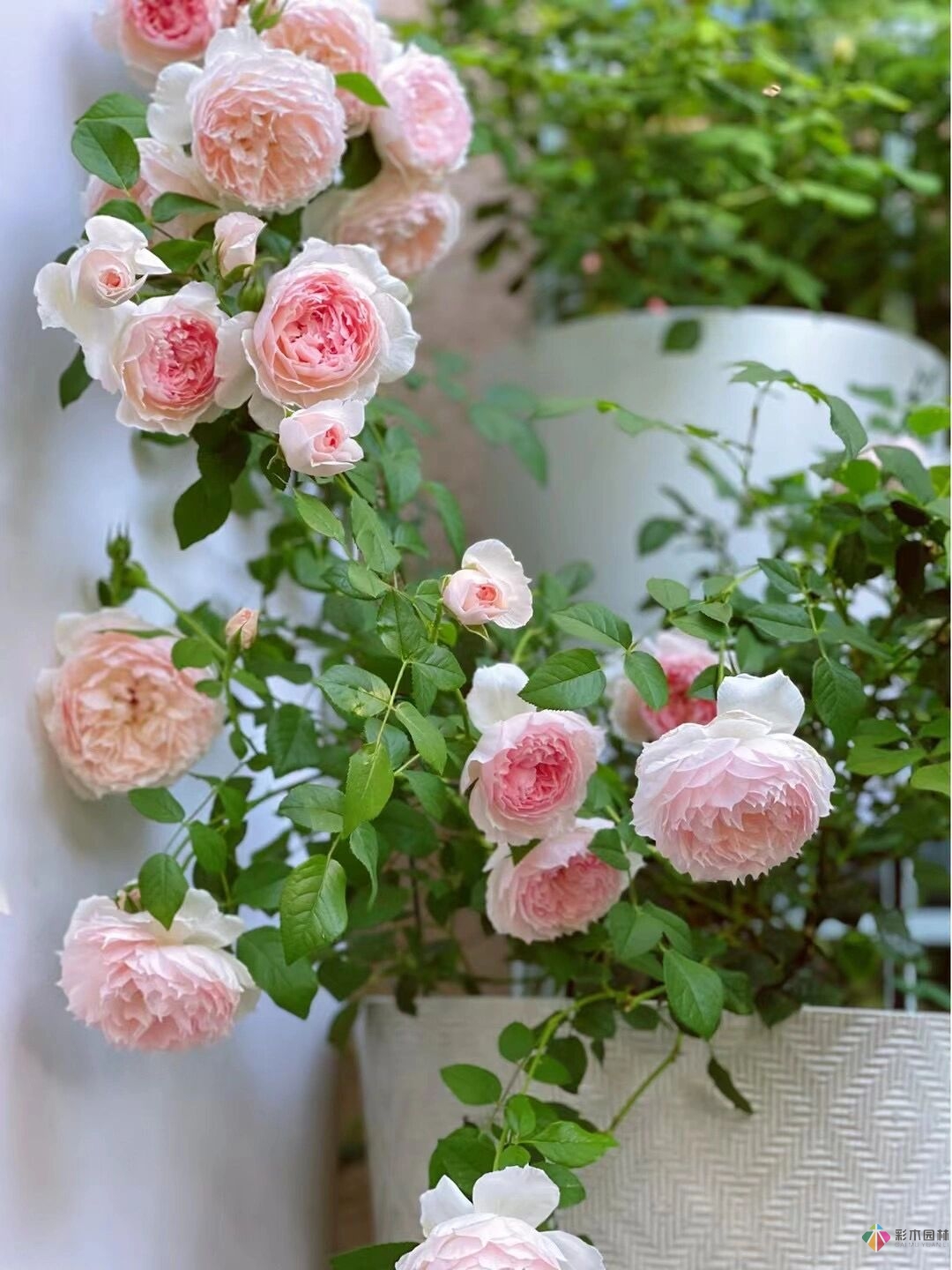80㎡迷你陽臺，小療系花園，70盆花，美不勝收。