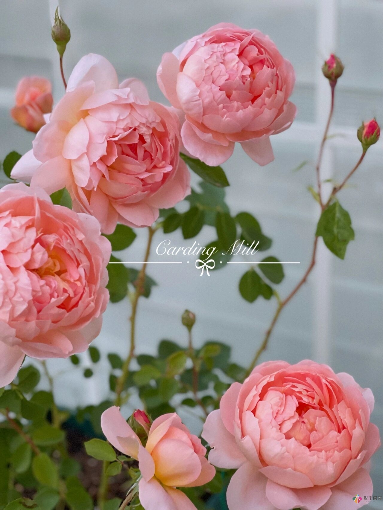 80㎡迷你陽臺，小療系花園，70盆花，美不勝收。