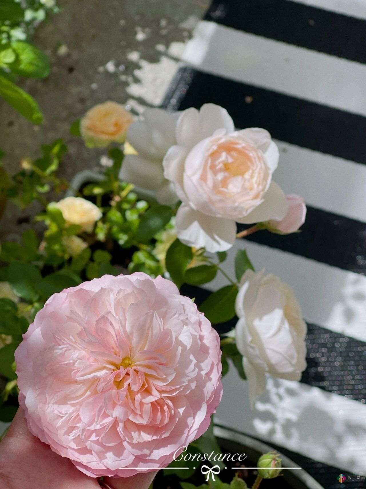80㎡迷你陽臺，小療系花園，70盆花，美不勝收。