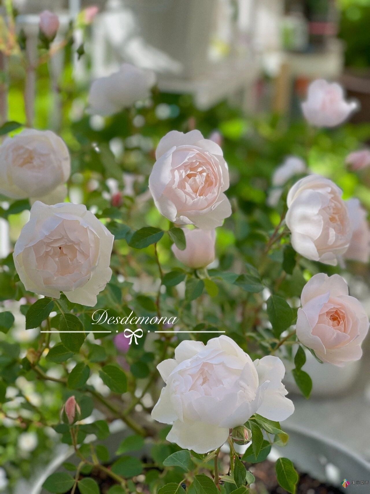 80㎡迷你陽臺，小療系花園，70盆花，美不勝收。