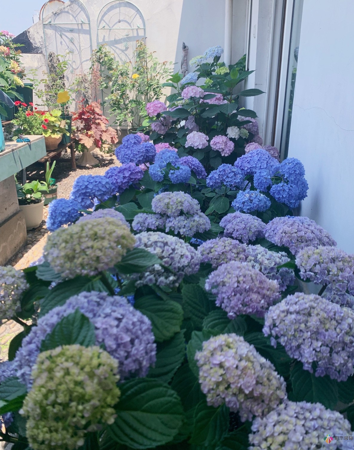 30㎡復式露臺，種花種草打造“sky 花園”，折騰了一年多，