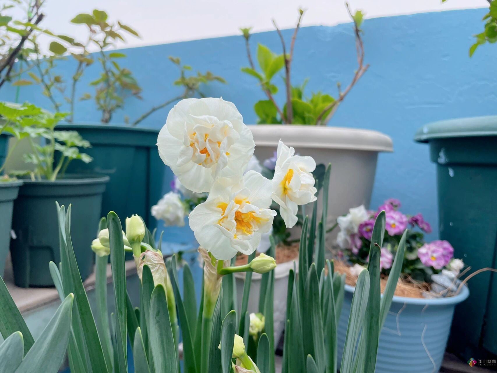 30㎡復式露臺，種花種草打造“sky 花園”，折騰了一年多，