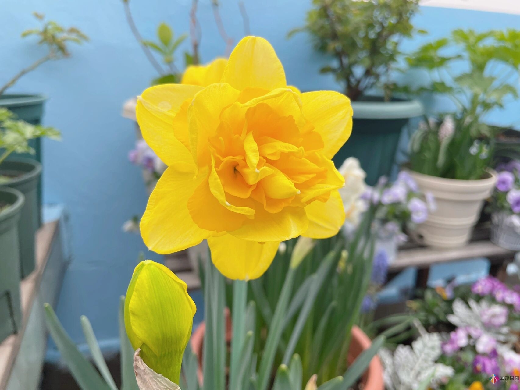 30㎡復式露臺，種花種草打造“sky 花園”，折騰了一年多，