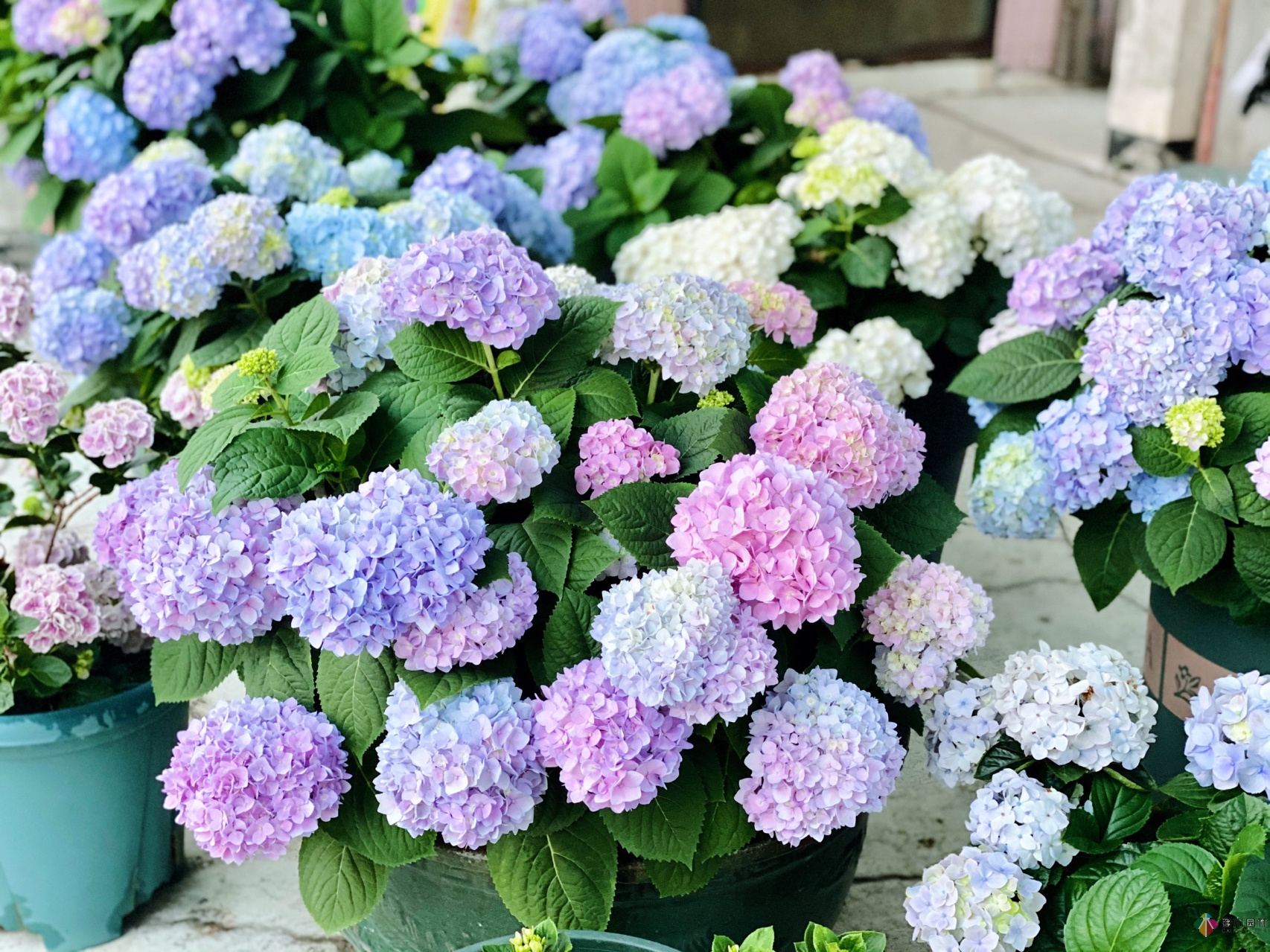 30㎡復式露臺，種花種草打造“sky 花園”，折騰了一年多，