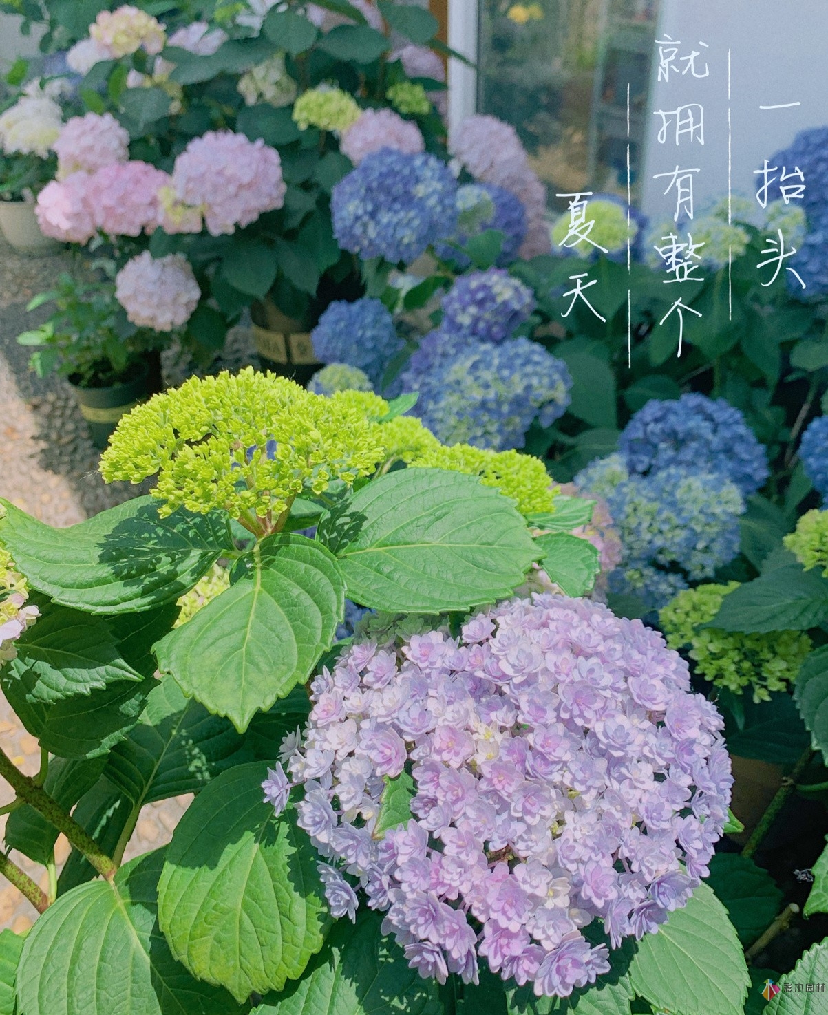 30㎡復式露臺，種花種草打造“sky 花園”，折騰了一年多，