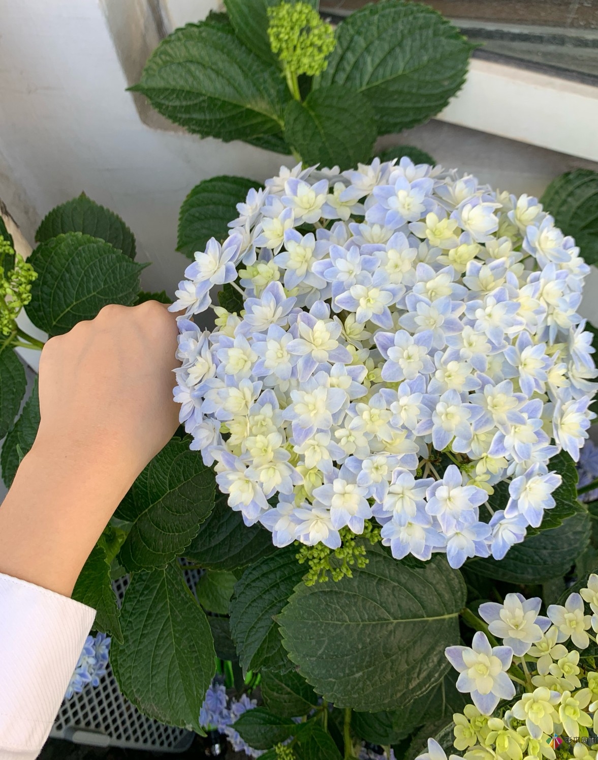 30㎡復式露臺，種花種草打造“sky 花園”，折騰了一年多，