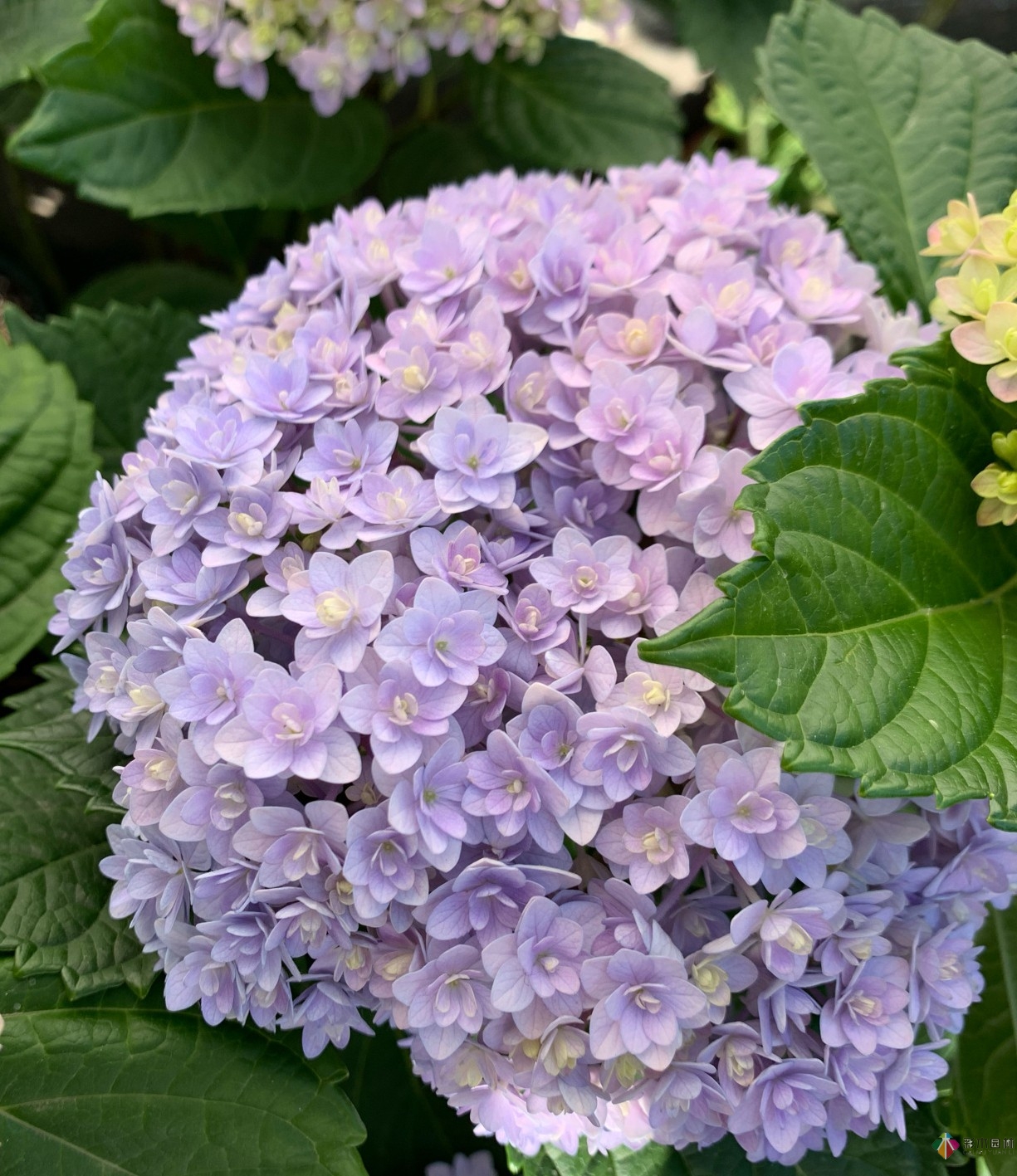30㎡復式露臺，種花種草打造“sky 花園”，折騰了一年多，