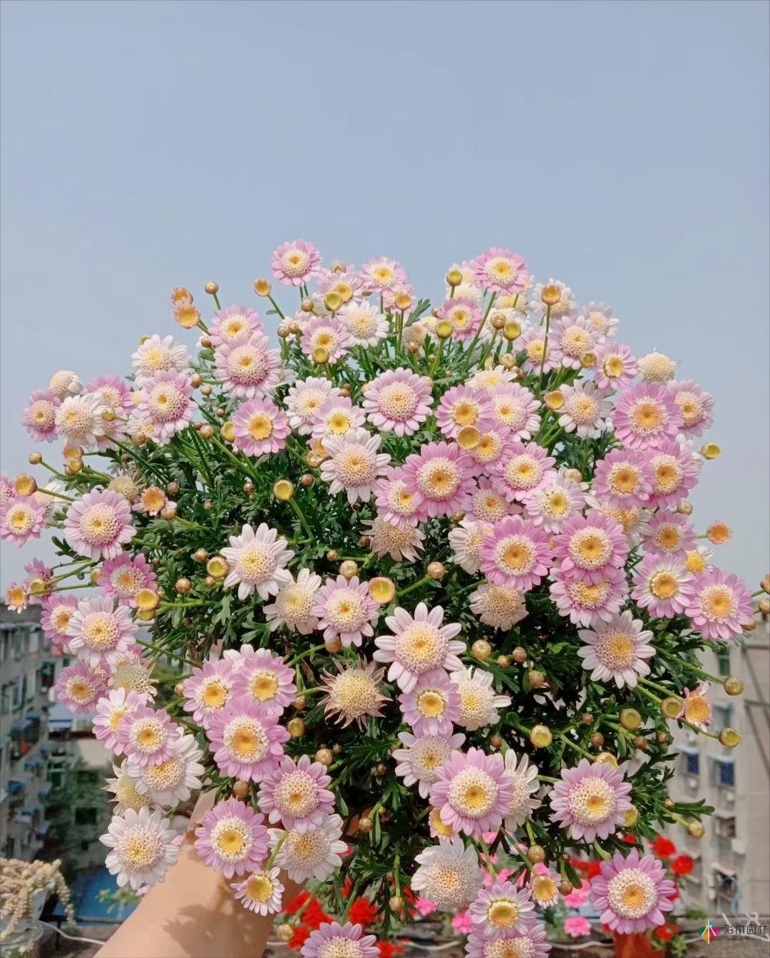 30㎡屋頂露臺(tái)的改造，曾經(jīng)被忽視的破閣樓，在宮崎駿其人變