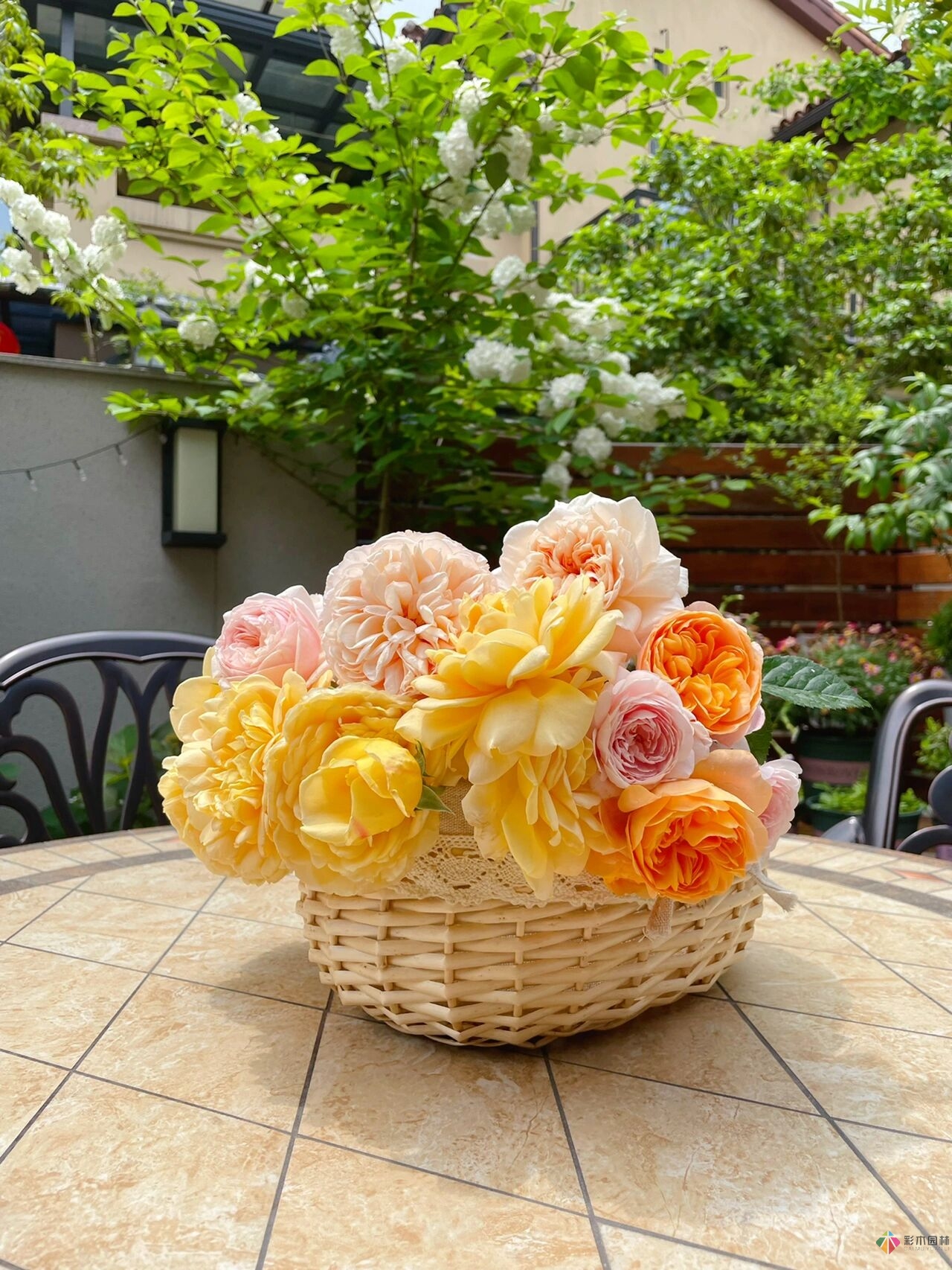 31歲的時(shí)候,用花園買了房子。折騰了300多天,滿園花開(kāi)。