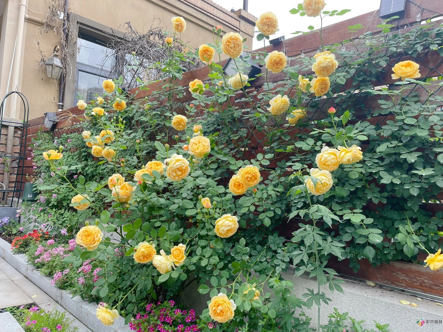 31歲的時(shí)候,用花園買了房子。折騰了300多天,滿園花開(kāi)。