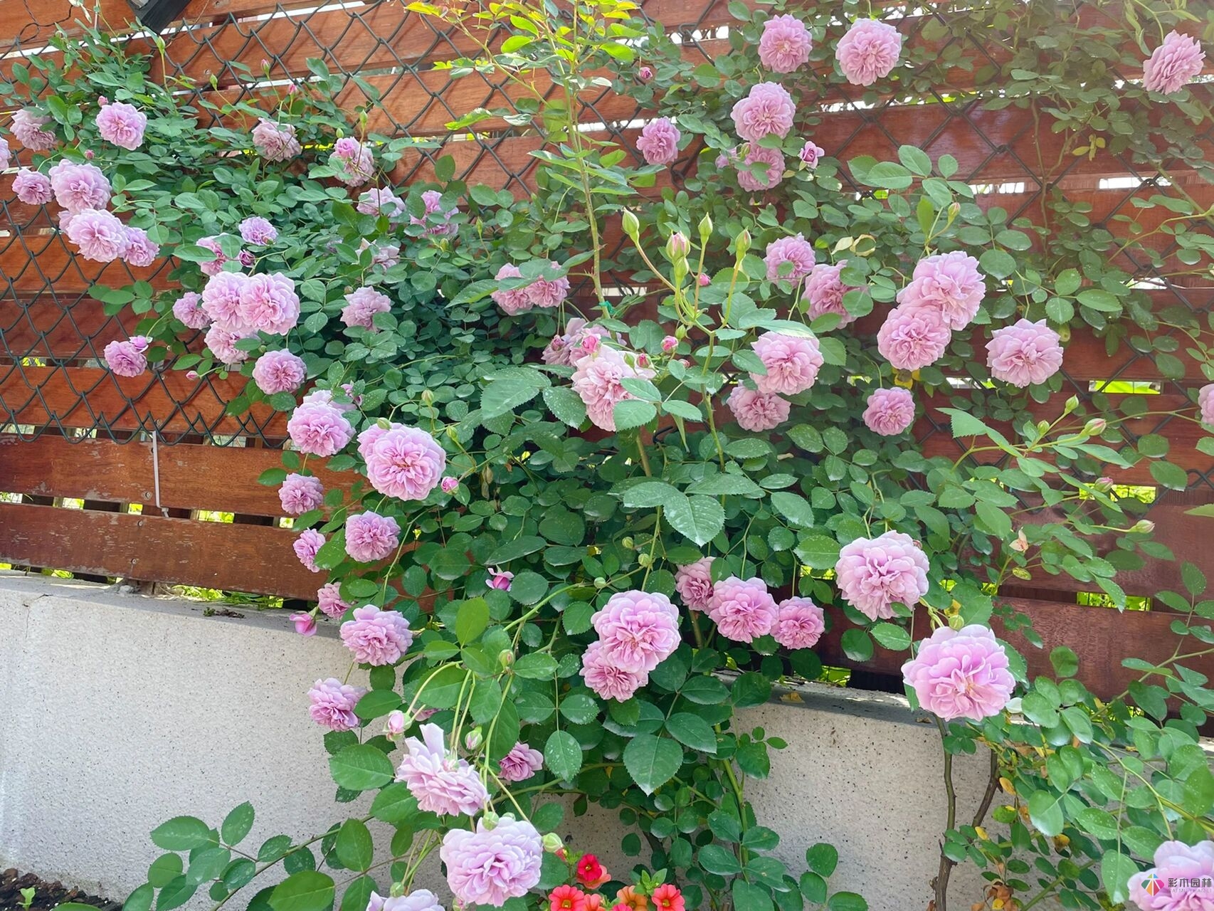 31歲的時(shí)候,用花園買了房子。折騰了300多天,滿園花開(kāi)。