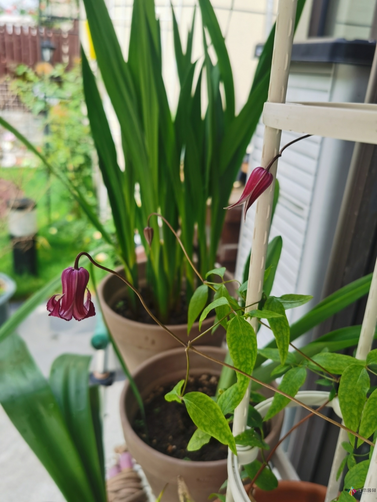 不顧父母反對,買了一層110㎡的院子,自己一個人折騰成花園。就這么治好了。