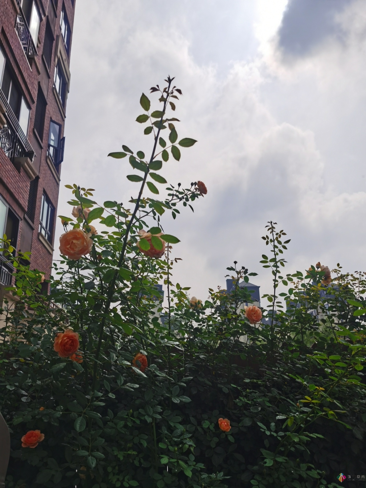 不顧父母反對,買了一層110㎡的院子,自己一個人折騰成花園。就這么治好了。