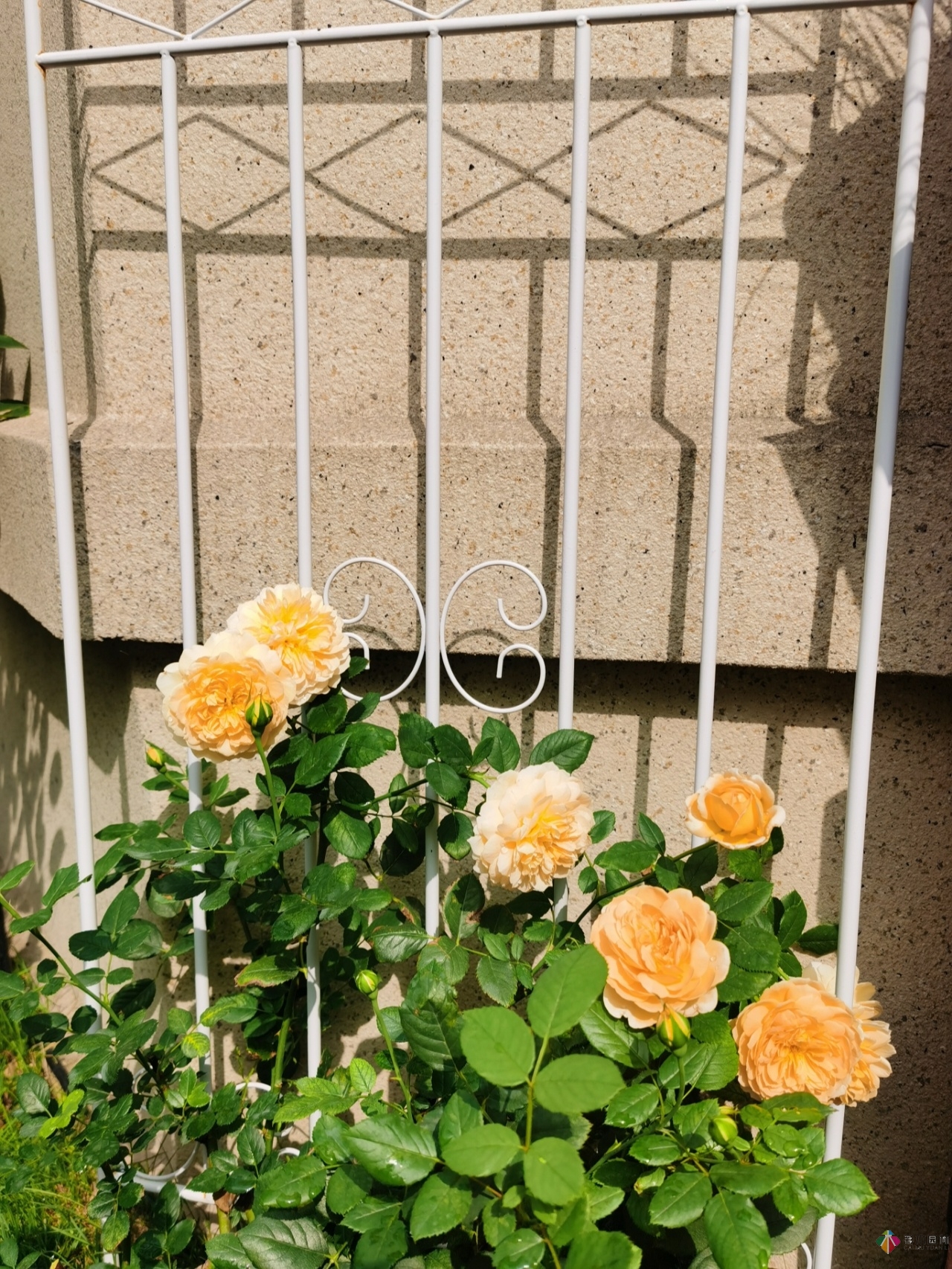 不顧父母反對,買了一層110㎡的院子,自己一個人折騰成花園。就這么治好了。