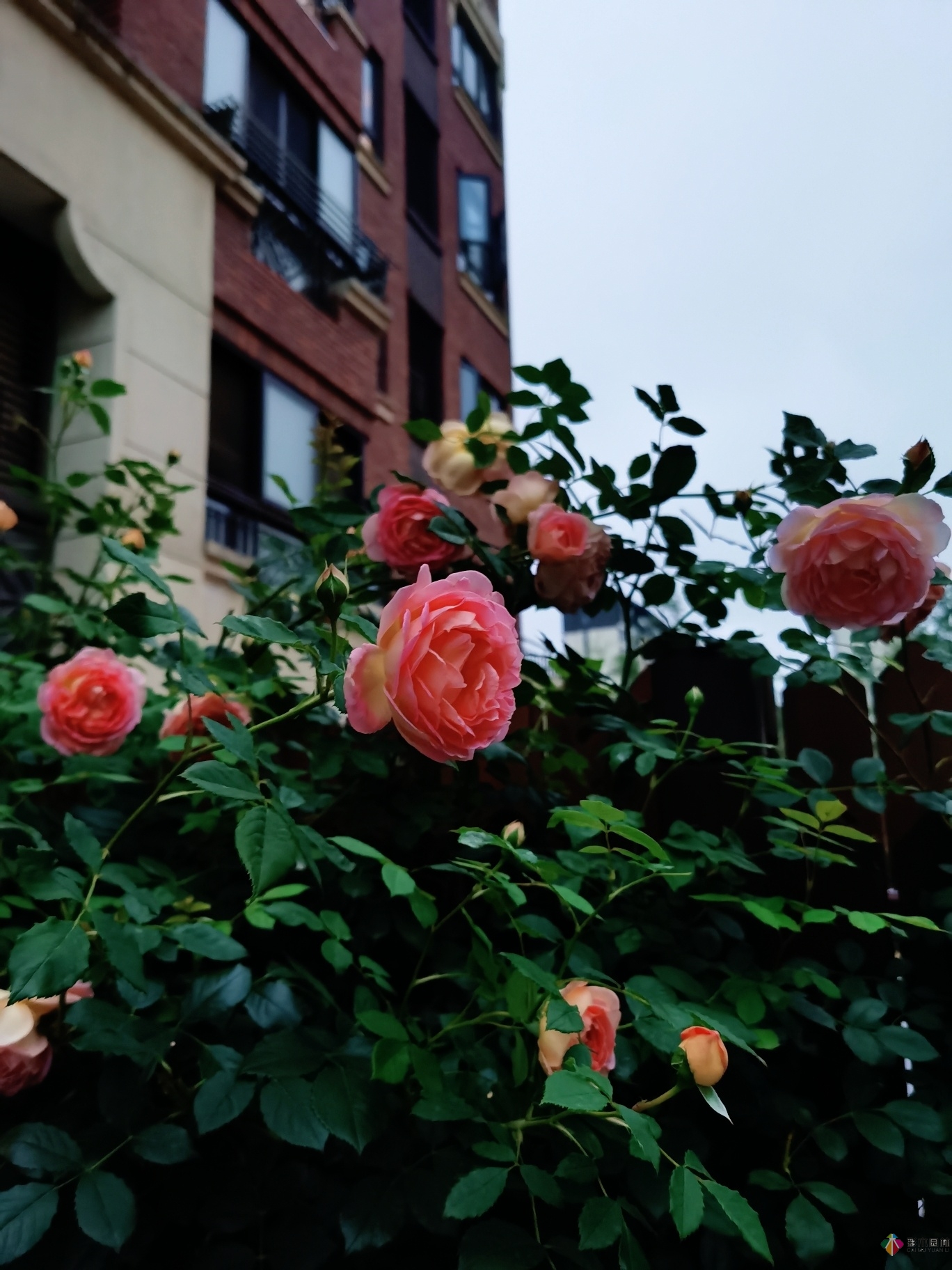 不顧父母反對,買了一層110㎡的院子,自己一個人折騰成花園。就這么治好了。