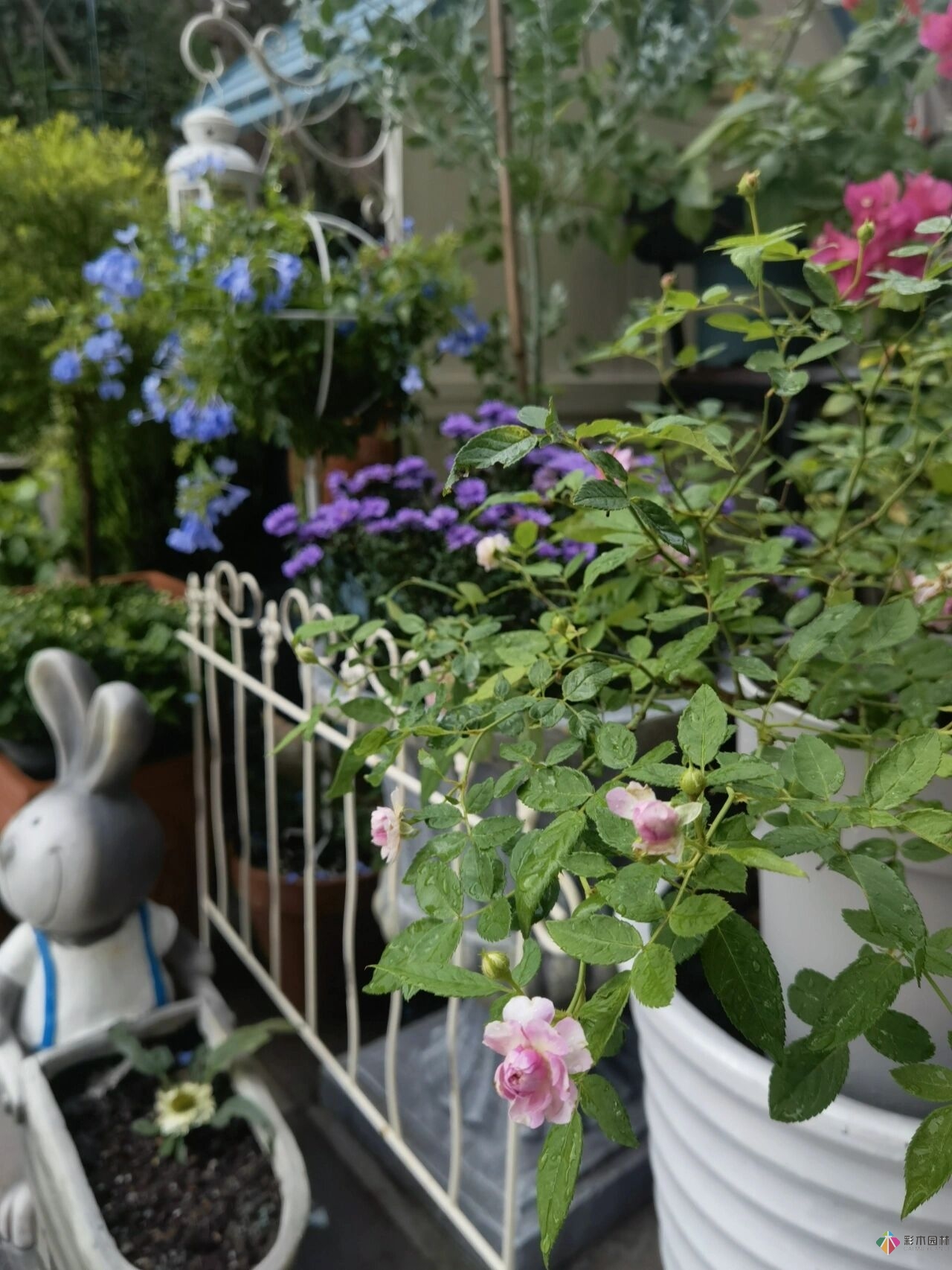 不顧父母反對,買了一層110㎡的院子,自己一個人折騰成花園。就這么治好了。