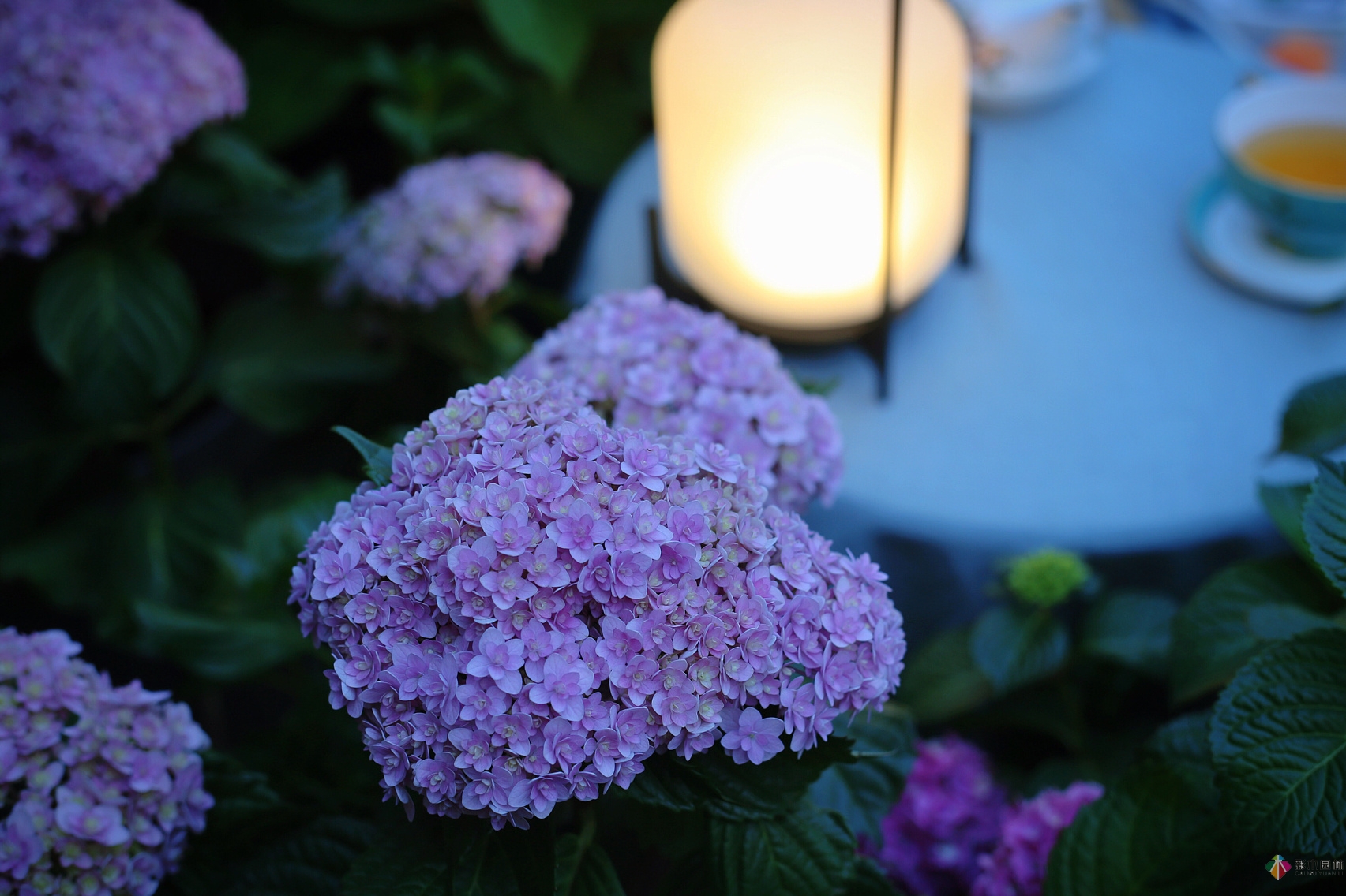 買頂樓18㎡露臺(tái)，做成“air 花園”，比住別墅舒服。