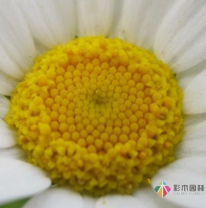 別墅花園設計里白晶菊怎樣養能爆盆