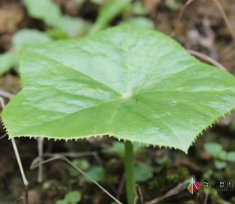 一年之計(jì)在于春，勤勞的人已經(jīng)開始造園了