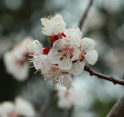 Villa 花園設(shè)計(jì)中櫻花盛開(kāi)后怎么辦？