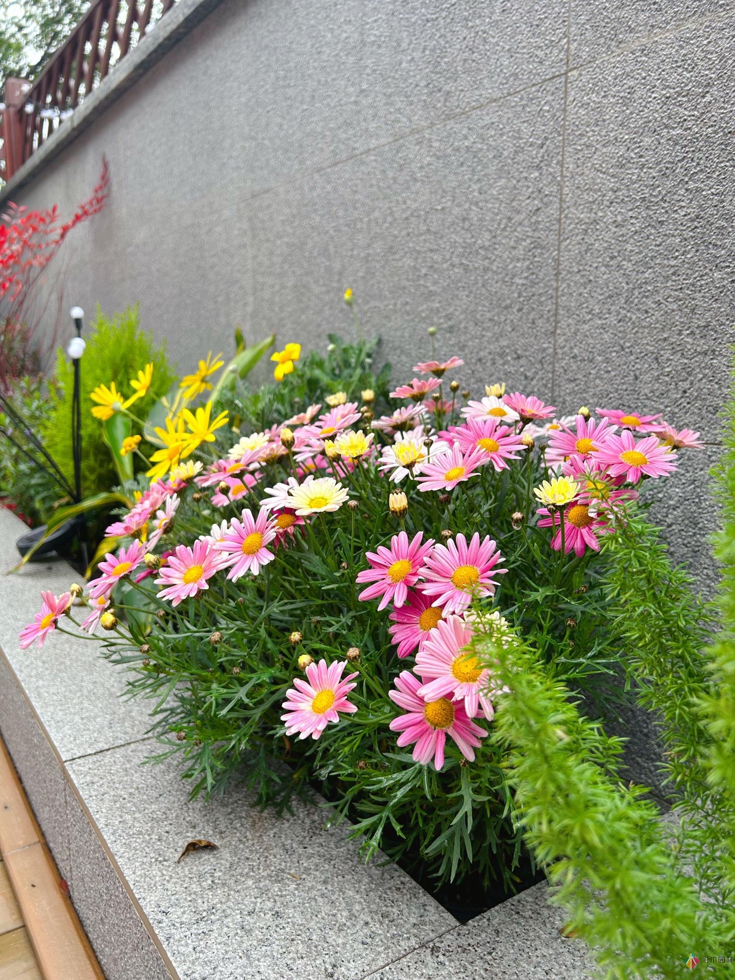 一樓40㎡的院子，有植物有花，一整天都不想出門(mén)。