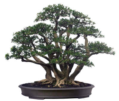 花園 ~里總要有個(gè)盆景吧，為什么這么貴？怎么澆水保養(yǎng)？